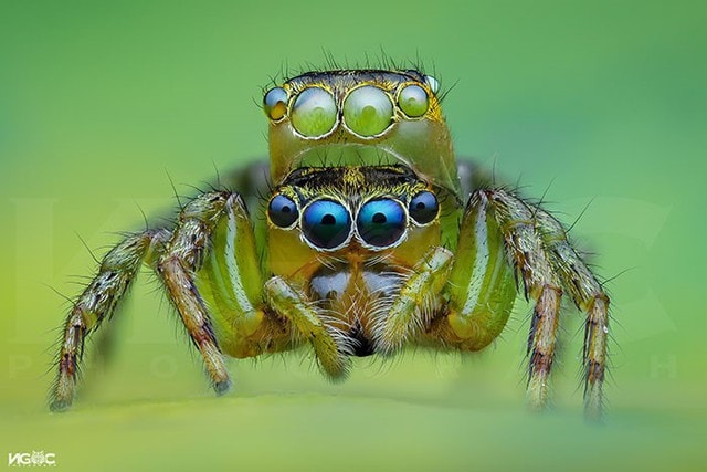 Thế giới tự nhiên độc lạ và ấn tượng qua ống kính macro của nhiếp ảnh gia 8X - Ảnh 10.