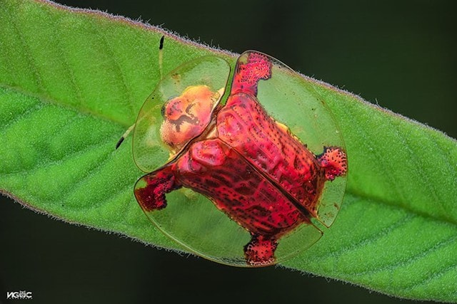 Thế giới tự nhiên độc lạ và ấn tượng qua ống kính macro của nhiếp ảnh gia 8X - Ảnh 11.