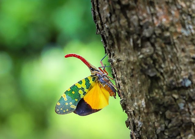 Thế giới tự nhiên độc lạ và ấn tượng qua ống kính macro của nhiếp ảnh gia 8X - Ảnh 12.