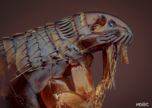 Thế giới tự nhiên độc lạ và ấn tượng qua ống kính macro của nhiếp ảnh gia 8X - Ảnh 13.