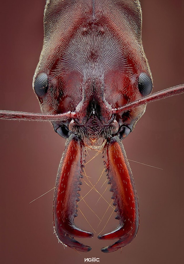 Thế giới tự nhiên độc lạ và ấn tượng qua ống kính macro của nhiếp ảnh gia 8X - Ảnh 14.