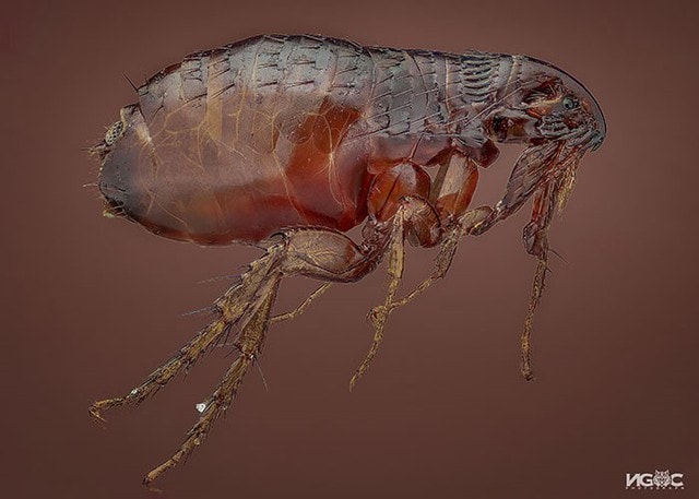 Thế giới tự nhiên độc lạ và ấn tượng qua ống kính macro của nhiếp ảnh gia 8X - Ảnh 15.