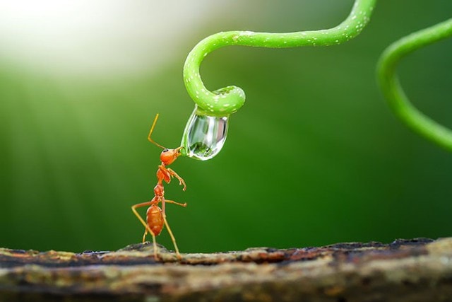 Thế giới tự nhiên độc lạ và ấn tượng qua ống kính macro của nhiếp ảnh gia 8X - Ảnh 16.