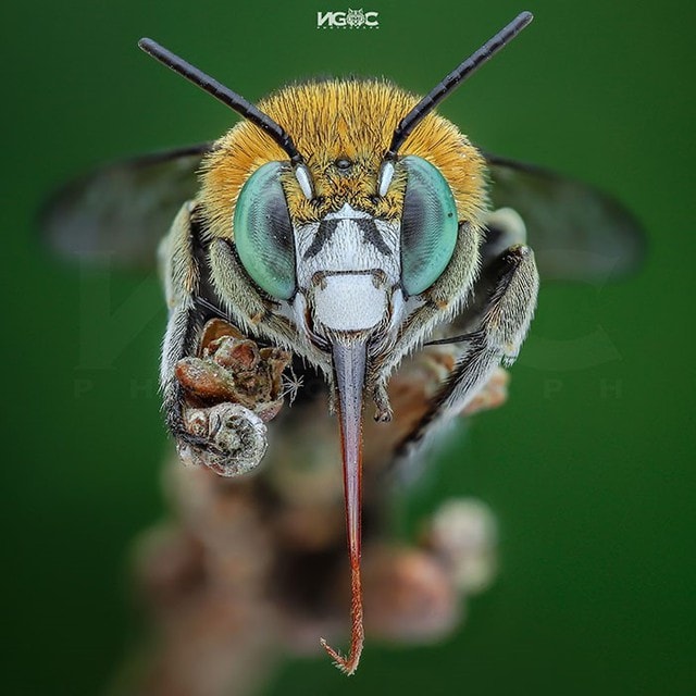 Thế giới tự nhiên độc lạ và ấn tượng qua ống kính macro của nhiếp ảnh gia 8X - Ảnh 2.