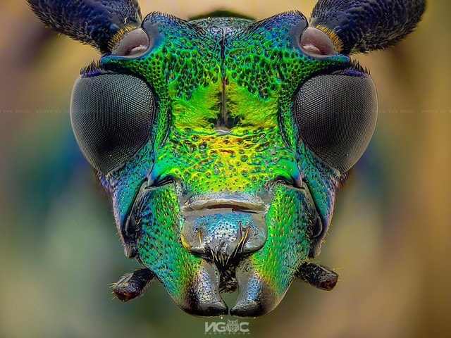 Thế giới tự nhiên độc lạ và ấn tượng qua ống kính macro của nhiếp ảnh gia 8X - Ảnh 4.