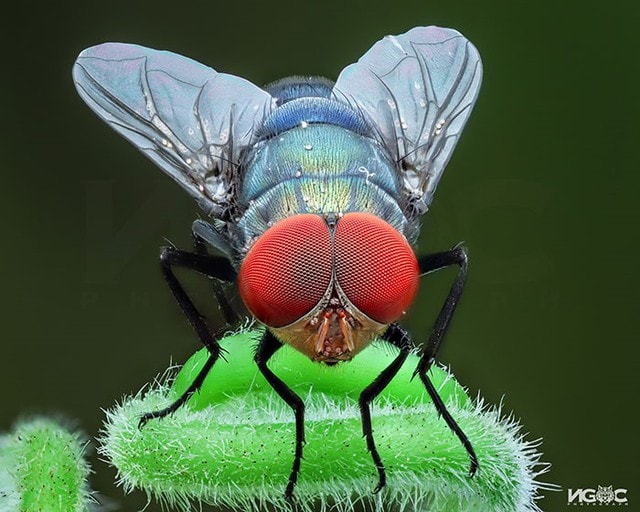 Thế giới tự nhiên độc lạ và ấn tượng qua ống kính macro của nhiếp ảnh gia 8X - Ảnh 5.