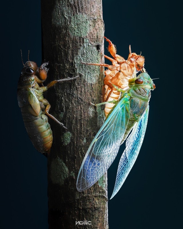 Thế giới tự nhiên độc lạ và ấn tượng qua ống kính macro của nhiếp ảnh gia 8X - Ảnh 8.