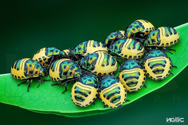 Thế giới tự nhiên độc lạ và ấn tượng qua ống kính macro của nhiếp ảnh gia 8X - Ảnh 9.