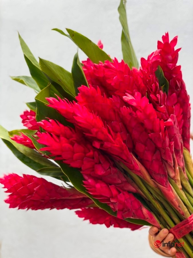 Ngỡ ngàng những bông hoa rực đỏ mang tên hạnh phúc xuất hiện trên thị trường - Ảnh 1.