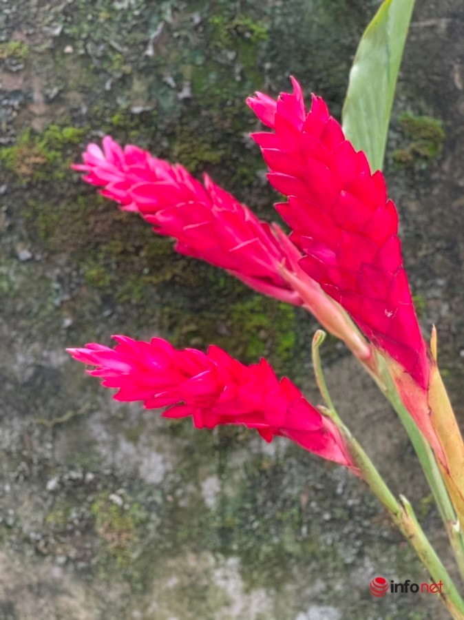 Ngỡ ngàng những bông hoa rực đỏ mang tên hạnh phúc xuất hiện trên thị trường - Ảnh 3.