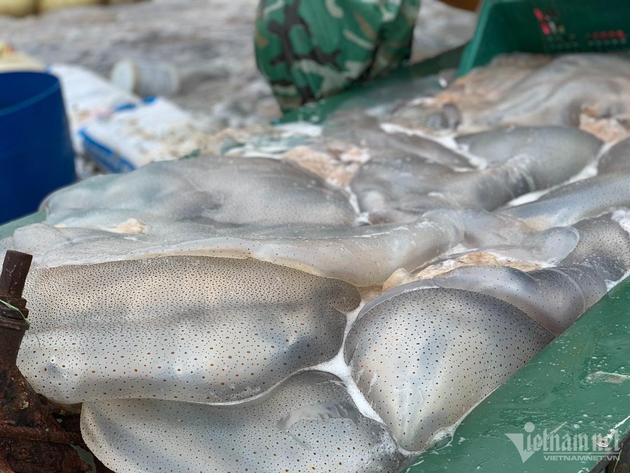 Nửa đêm ra biển 'hái lộc': Bắt loài trong veo, mềm nhũn... thu tiền triệu - Ảnh 12.