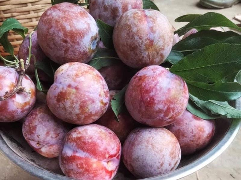 Giữa lúc trái cây rẻ như cho, mận hậu đắt 200 nghìn/kg vẫn ‘cháy hàng’ - Ảnh 1.