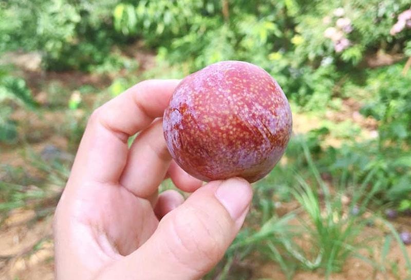 Giữa lúc trái cây rẻ như cho, mận hậu đắt 200 nghìn/kg vẫn ‘cháy hàng’ - Ảnh 2.