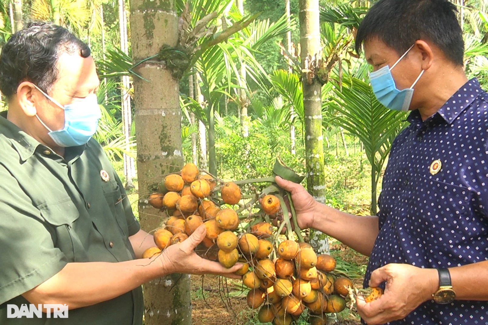 Trồng loại cây bán từ mo đến quả, thu tiền tỷ mỗi vụ - Ảnh 2.