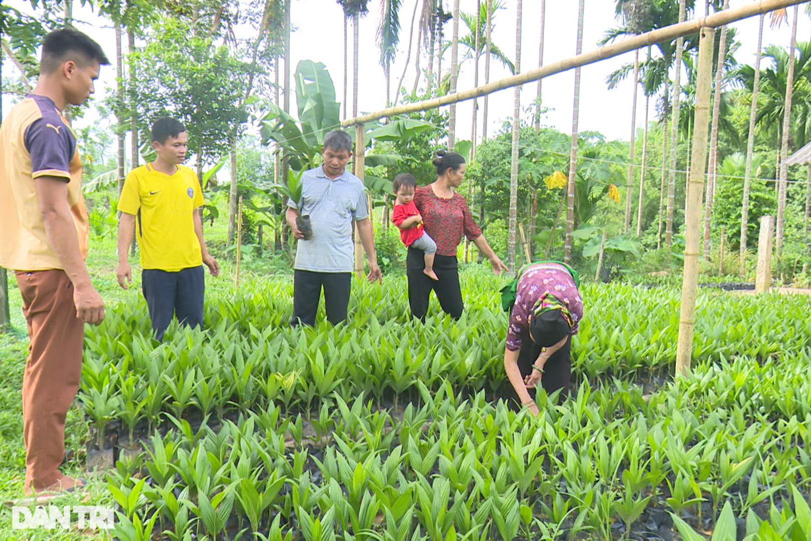 Trồng loại cây bán từ mo đến quả, thu tiền tỷ mỗi vụ - Ảnh 4.