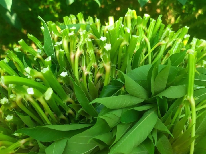 Loại rau nhà nghèo lên sàn thương mại điện tử, bán cả trăm suất mỗi ngày - Ảnh 2. Loại rau nhà nghèo lên sàn thương mại điện tử, bán cả trăm suất mỗi ngày - Ảnh 2.