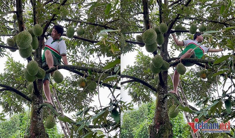 Khu vườn sầu riêng Musang King sai trĩu cành, chờ chín rụng bán 3 triệu/quả - Ảnh 4.