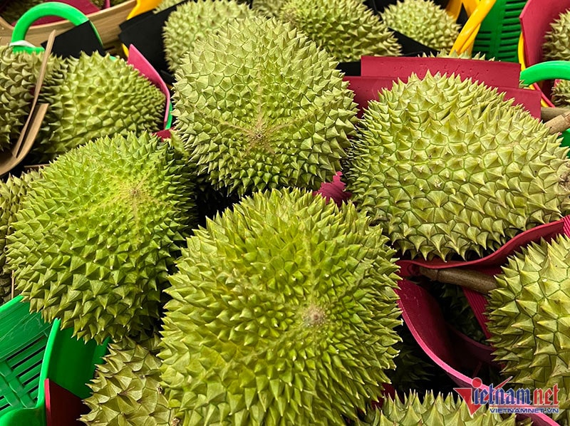 Khu vườn sầu riêng Musang King sai trĩu cành, chờ chín rụng bán 3 triệu/quả - Ảnh 10.