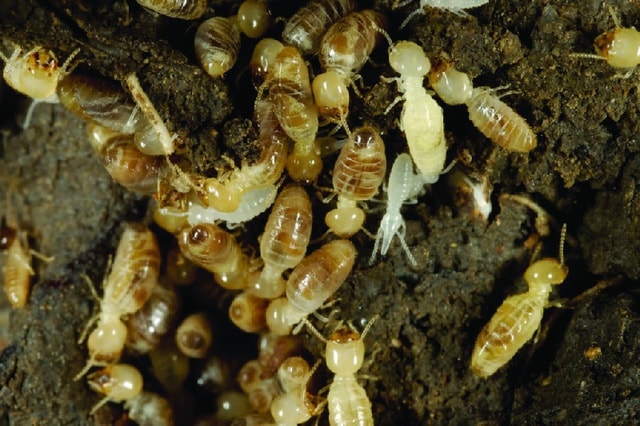 Săn lùng 'sung dược' mối chúa, chuyên gia cảnh báo dễ rước hoạ - Ảnh 1. Săn lùng 'sung dược' mối chúa, chuyên gia cảnh báo dễ rước hoạ - Ảnh 1.