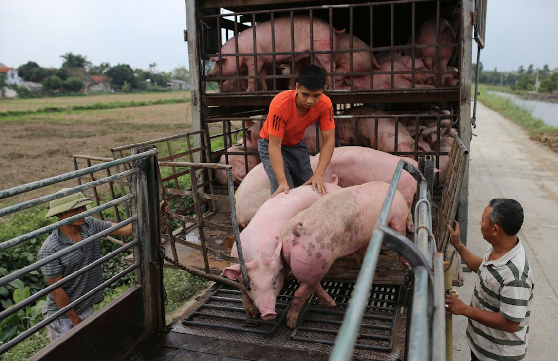 Vì xăng dầu, lợn hơi tăng giá từng ngày - Ảnh 2.