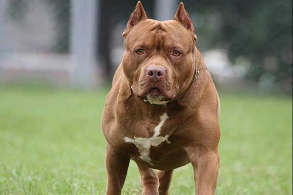 Liên tiếp các vụ chó pitbull tấn công và cắn chết người - Ảnh 1.