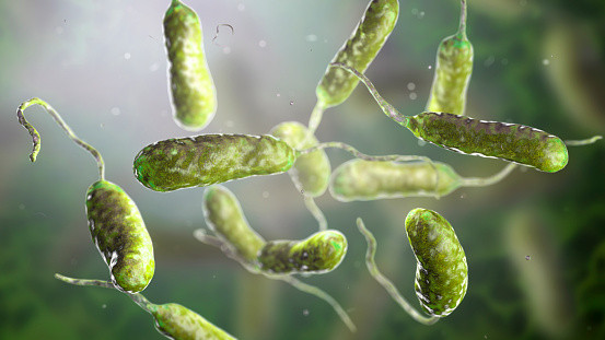Vi khuẩn Vibrio vulnificus khiến người đàn ông hoại tử chân nguy hiểm thế nào và cách phòng tránh - Ảnh 2.