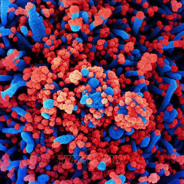 Mỹ phát triển phương pháp xác định các đột biến của virus SARS-CoV-2 - Ảnh 1.