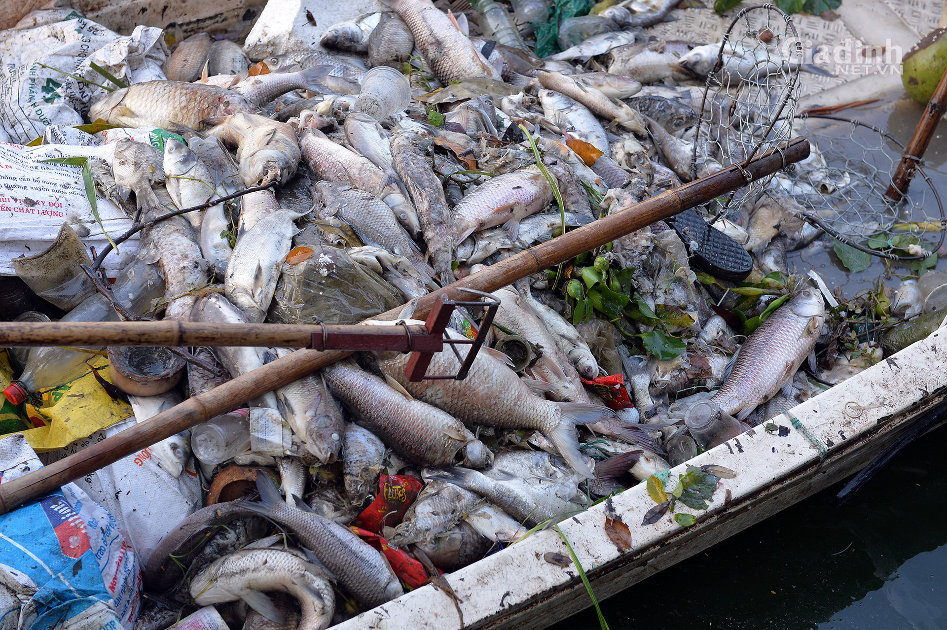 Hà Nội: Cá chết trắng ở Hồ Tây, cư dân chịu mùi hôi thối hơn 1 tuần qua - Ảnh 3.