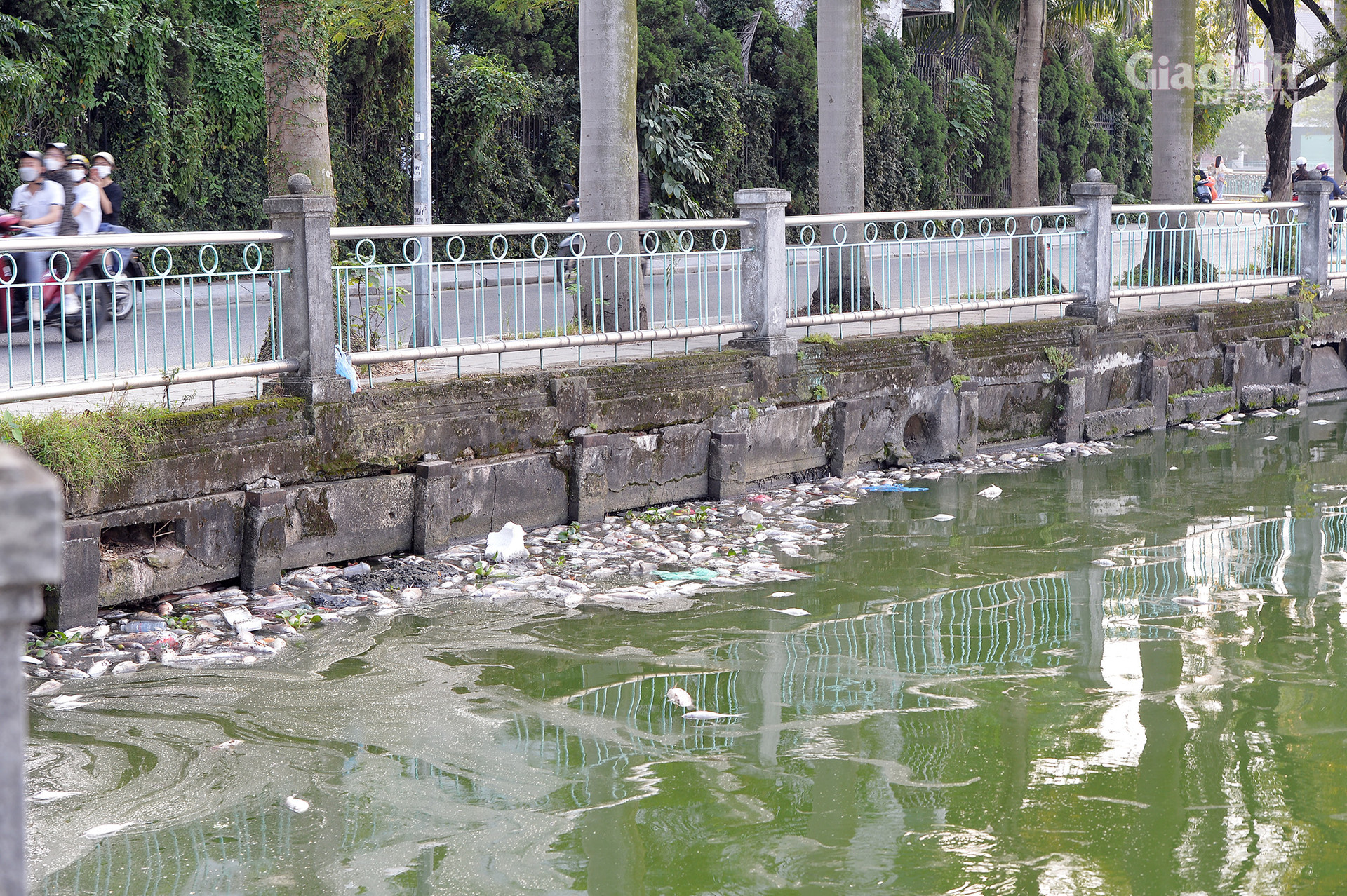 Hà Nội: Cá chết trắng ở Hồ Tây, cư dân chịu mùi hôi thối hơn 1 tuần qua - Ảnh 5.