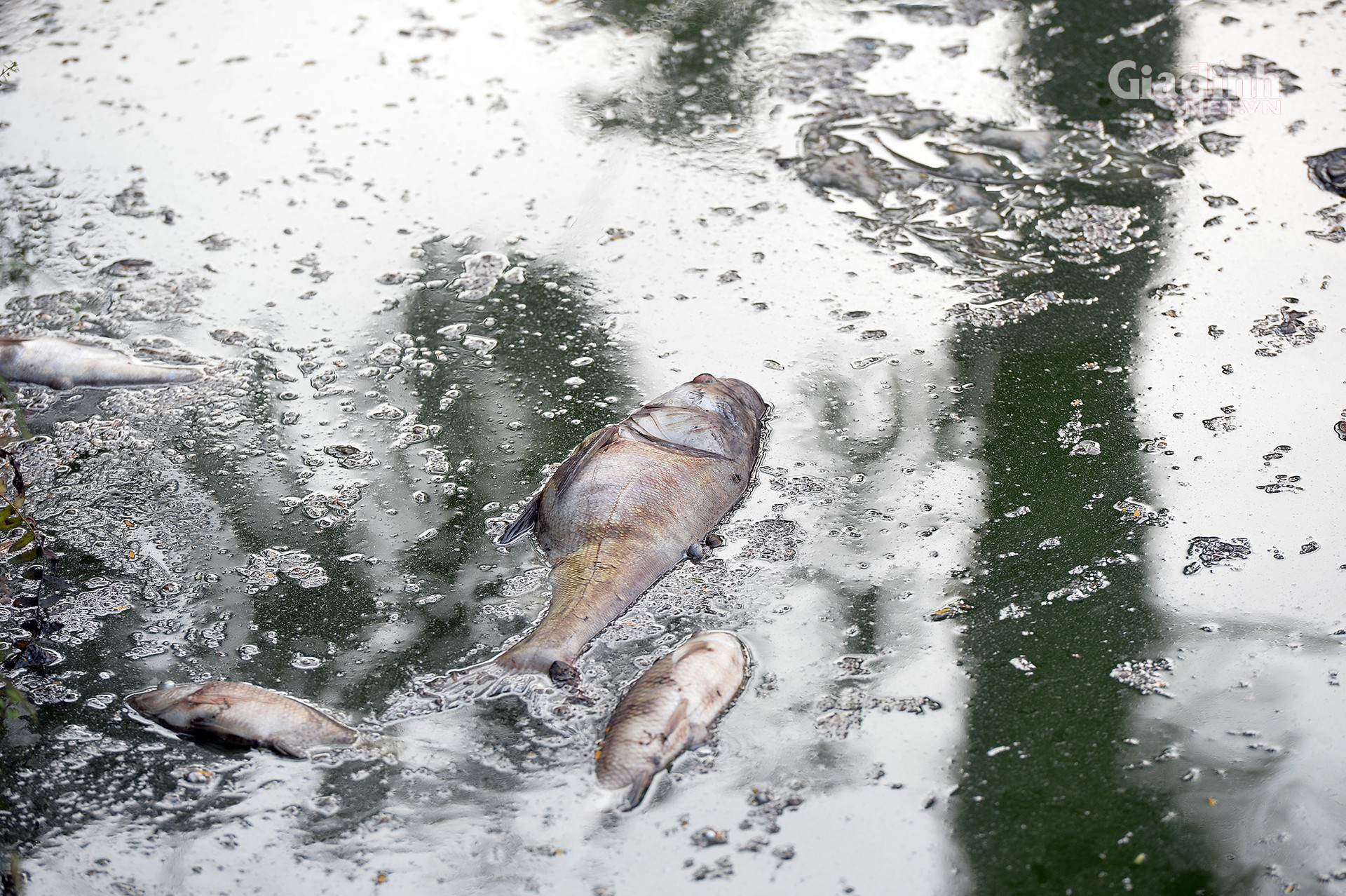 Hà Nội: Cá chết trắng ở Hồ Tây, cư dân chịu mùi hôi thối hơn 1 tuần qua - Ảnh 1.