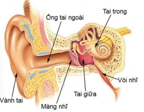 Viêm tai giữa cấp mủ ở trẻ và những điều cần biết - Ảnh 1.