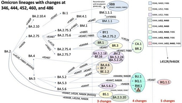 Sự phức tạp của các biến chủng COVID-19 mới  - Ảnh 1.
