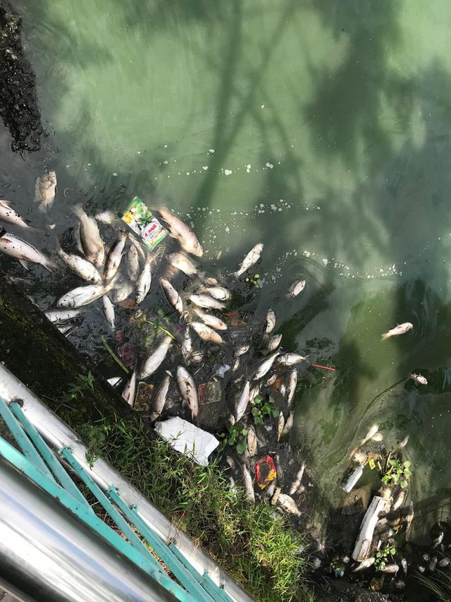 TP Hà Nội yêu cầu khẩn trương tìm nguyên nhân cá chết ở Hồ Tây - Ảnh 2.