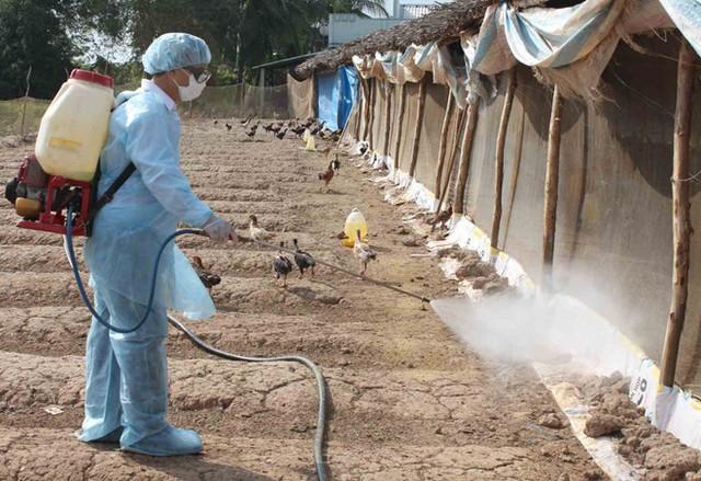 Bộ Y tế đề nghị Phú Thọ tăng cường chống cúm gia cầm sau vụ bé gái mắc cúm A(H5) - Ảnh 1.