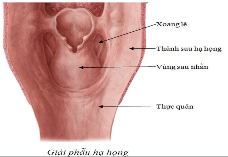 Nguyên nhân và phương pháp điều trị bệnh ung thư xoang lê - Ảnh 1.