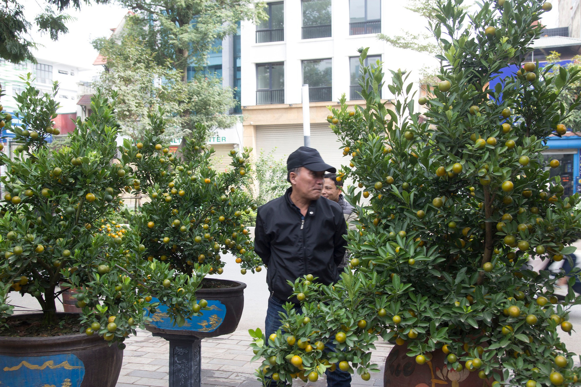 Bưởi bonsai xuống phố phục vụ khách chơi Tết, chậu độc lạ tuổi đời 50 năm giá bán 100 triệu đồng - Ảnh 7.