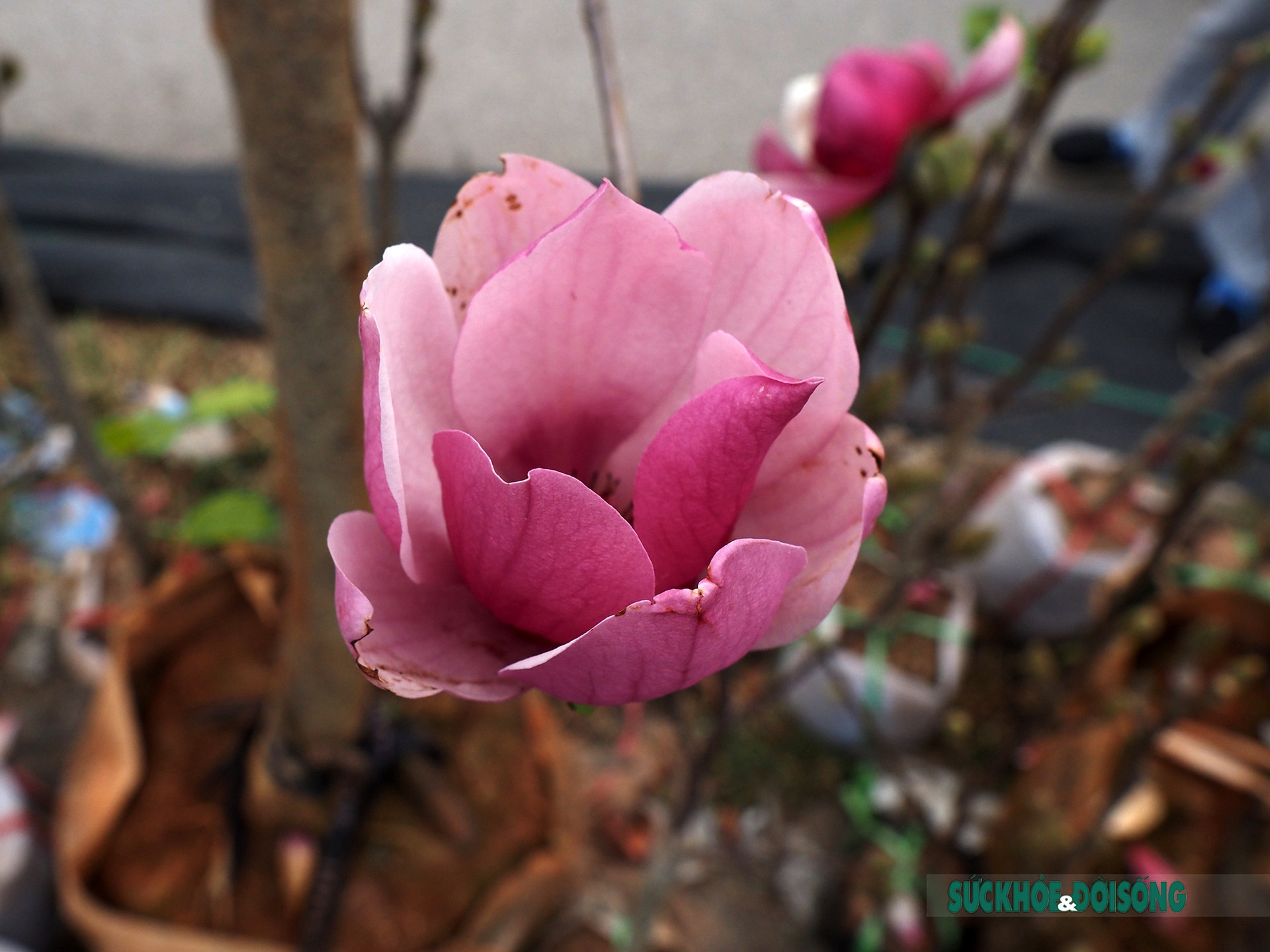 Người Hà Nội đắm say trước vẻ đẹp ngọt ngào của hoa mộc lan tại chợ hoa Tết       - Ảnh 8.