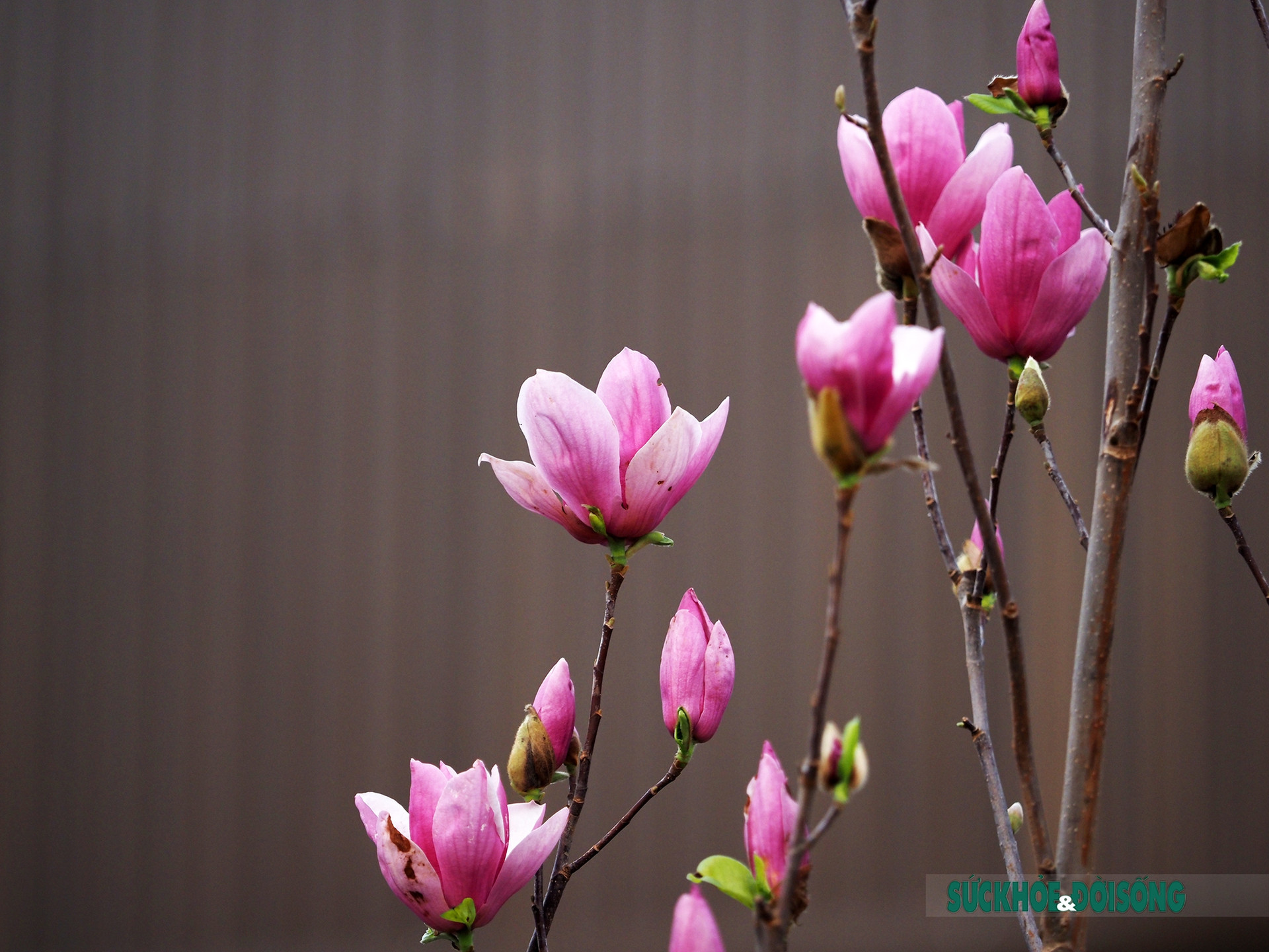 Người Hà Nội đắm say trước vẻ đẹp ngọt ngào của hoa mộc lan tại chợ hoa Tết       - Ảnh 6.