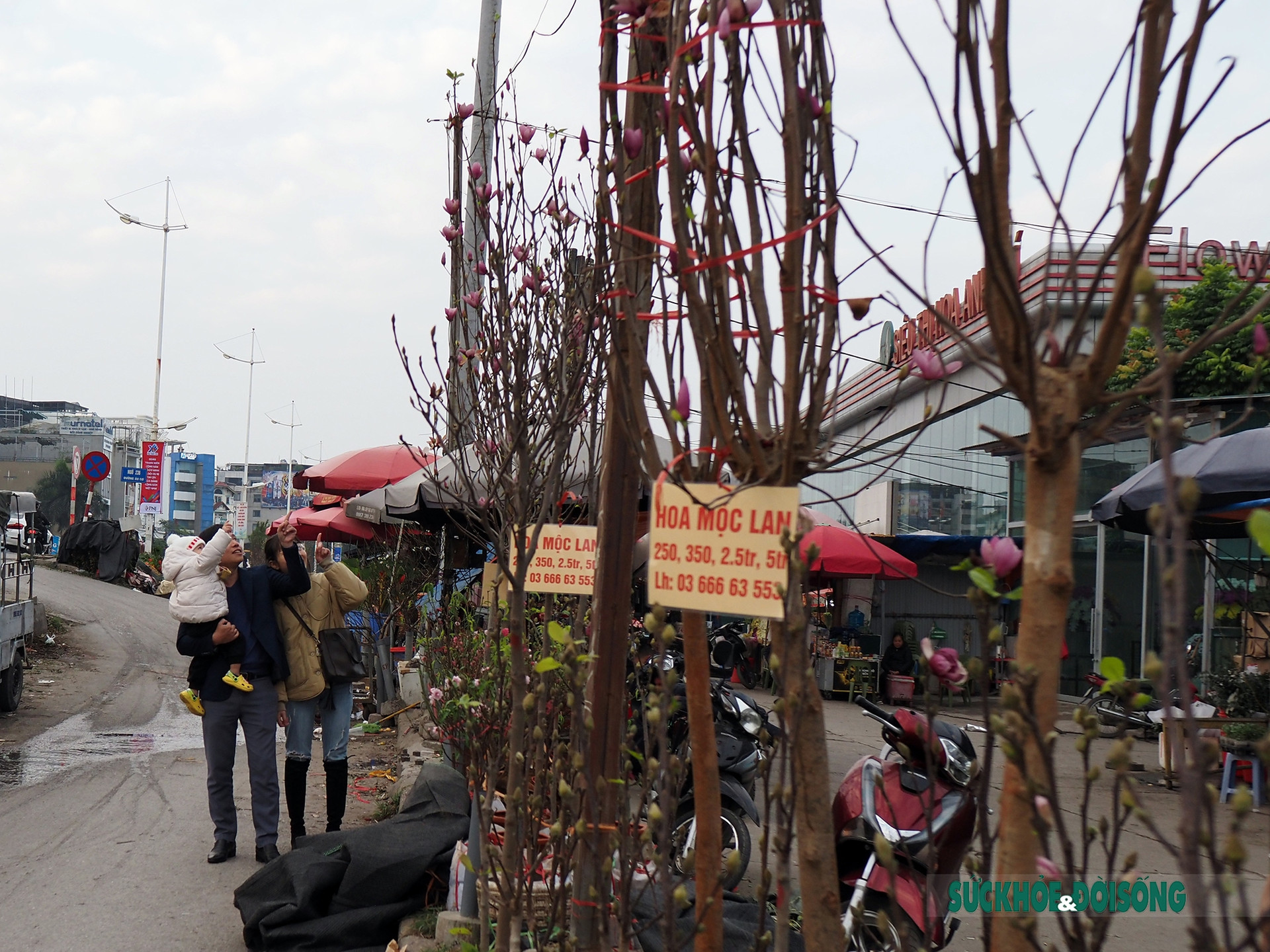 Người Hà Nội đắm say trước vẻ đẹp ngọt ngào của hoa mộc lan tại chợ hoa Tết       - Ảnh 3.