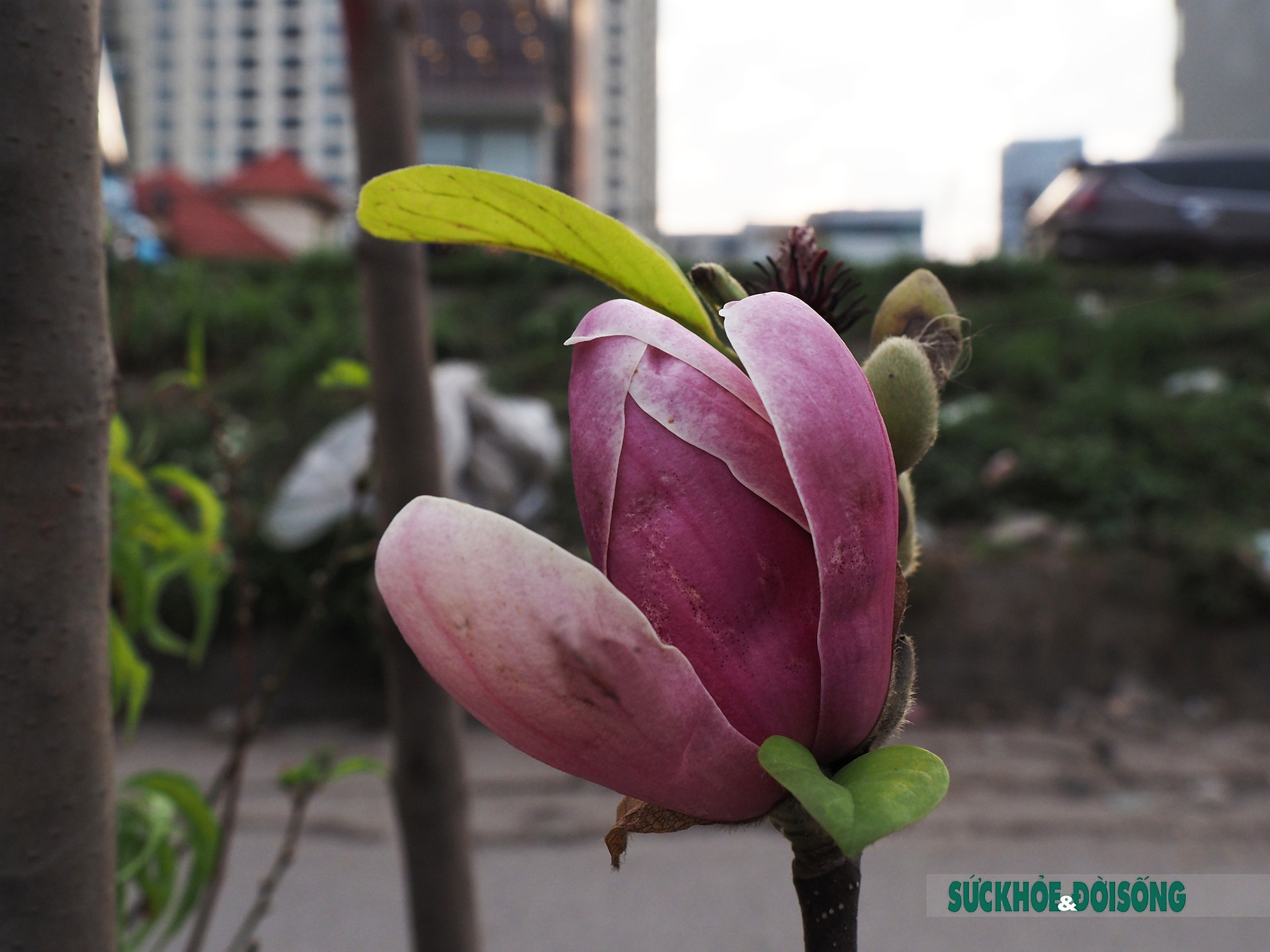 Người Hà Nội đắm say trước vẻ đẹp ngọt ngào của hoa mộc lan tại chợ hoa Tết       - Ảnh 7.