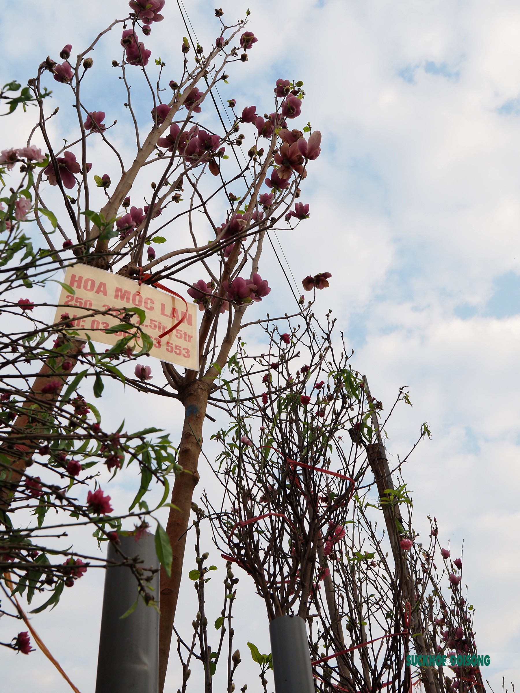 Người Hà Nội đắm say trước vẻ đẹp ngọt ngào của hoa mộc lan tại chợ hoa Tết       - Ảnh 11.
