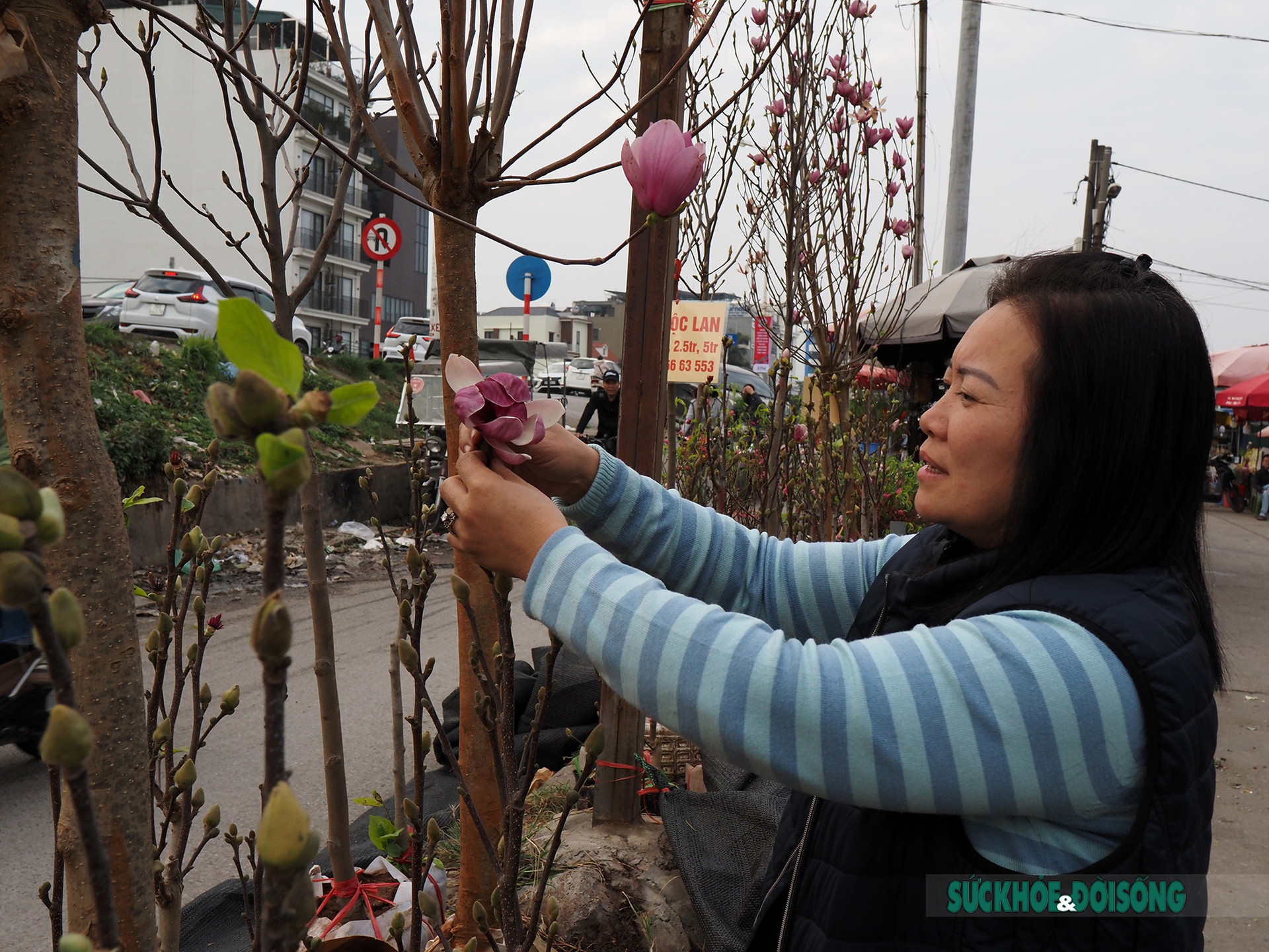Người Hà Nội đắm say trước vẻ đẹp ngọt ngào của hoa mộc lan tại chợ hoa Tết       - Ảnh 12.