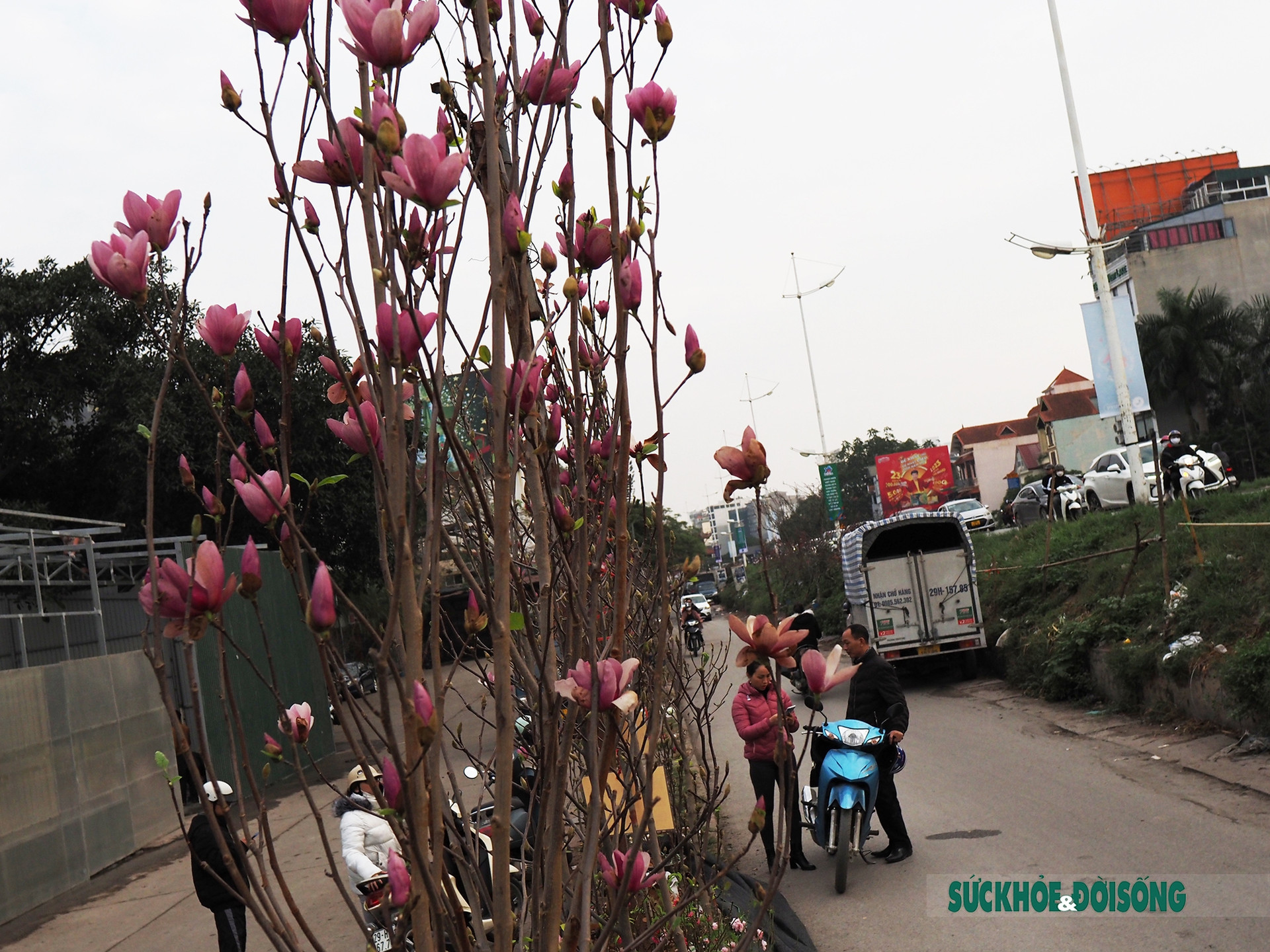 Người Hà Nội đắm say trước vẻ đẹp ngọt ngào của hoa mộc lan tại chợ hoa Tết       - Ảnh 13.
