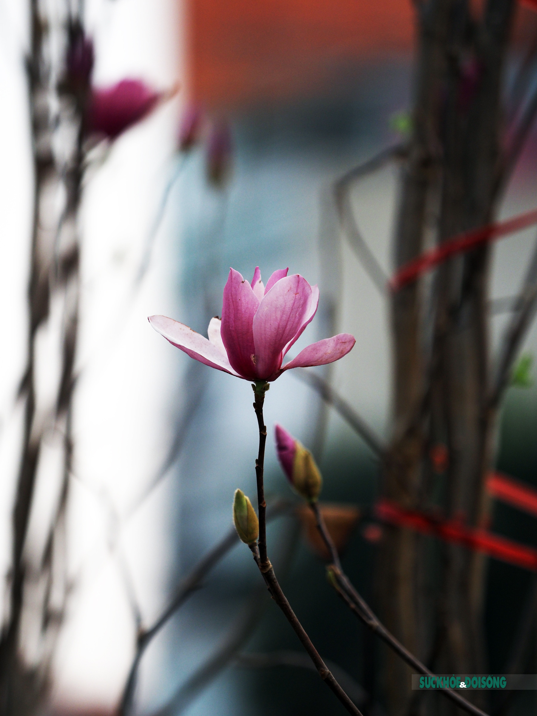 Người Hà Nội đắm say trước vẻ đẹp ngọt ngào của hoa mộc lan tại chợ hoa Tết       - Ảnh 10.