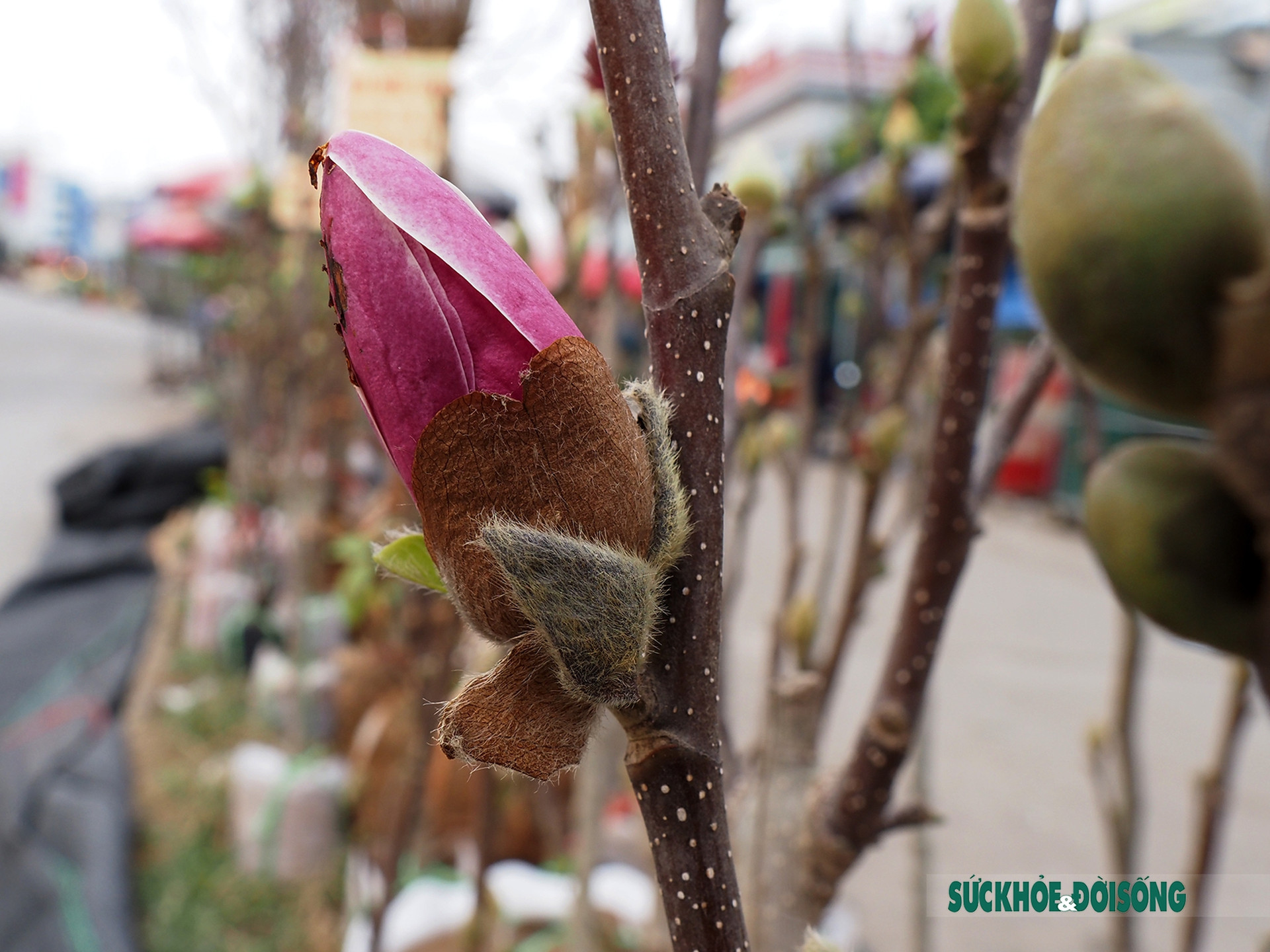 Người Hà Nội đắm say trước vẻ đẹp ngọt ngào của hoa mộc lan tại chợ hoa Tết       - Ảnh 9.