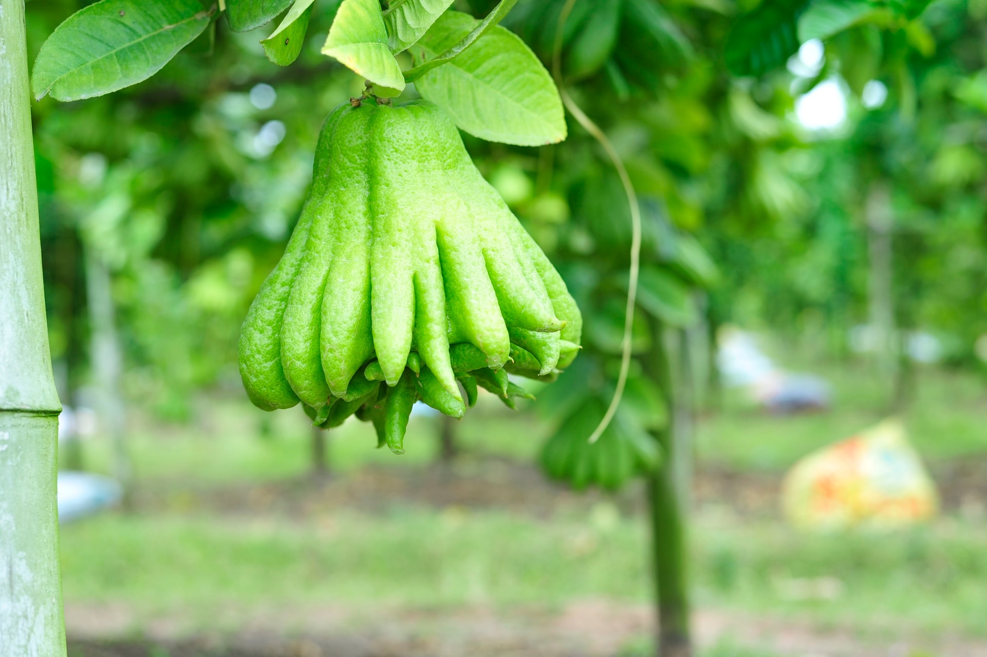 Làng Phật thủ giữa lòng Hà Nội tất bật vào vụ thu hoạch phục vụ Tết Quý Mão - Ảnh 3.