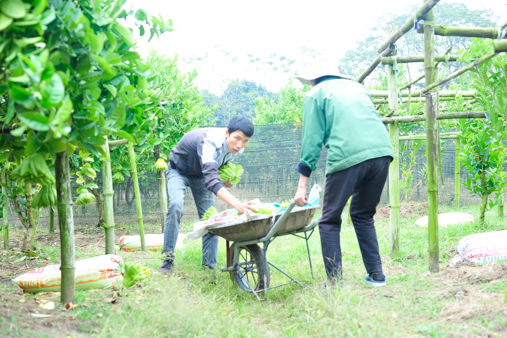 Làng Phật thủ giữa lòng Hà Nội tất bật vào vụ thu hoạch phục vụ Tết Quý Mão - Ảnh 7.