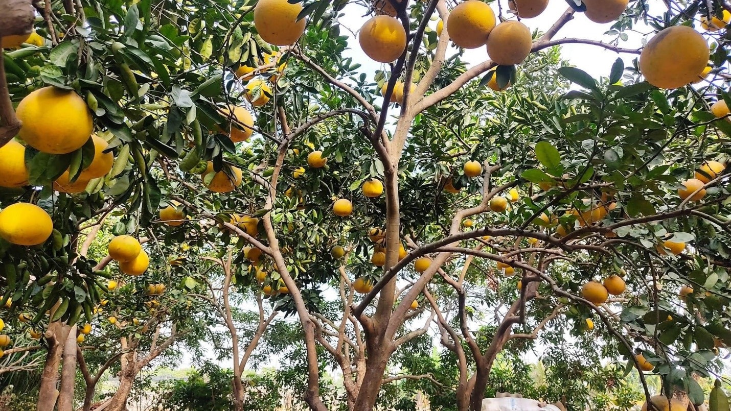 Độc lạ với làng trồng bưởi đỏ duy nhất tại Hà Nội - Ảnh 2. Độc lạ với làng trồng bưởi đỏ duy nhất tại Hà Nội - Ảnh 2.