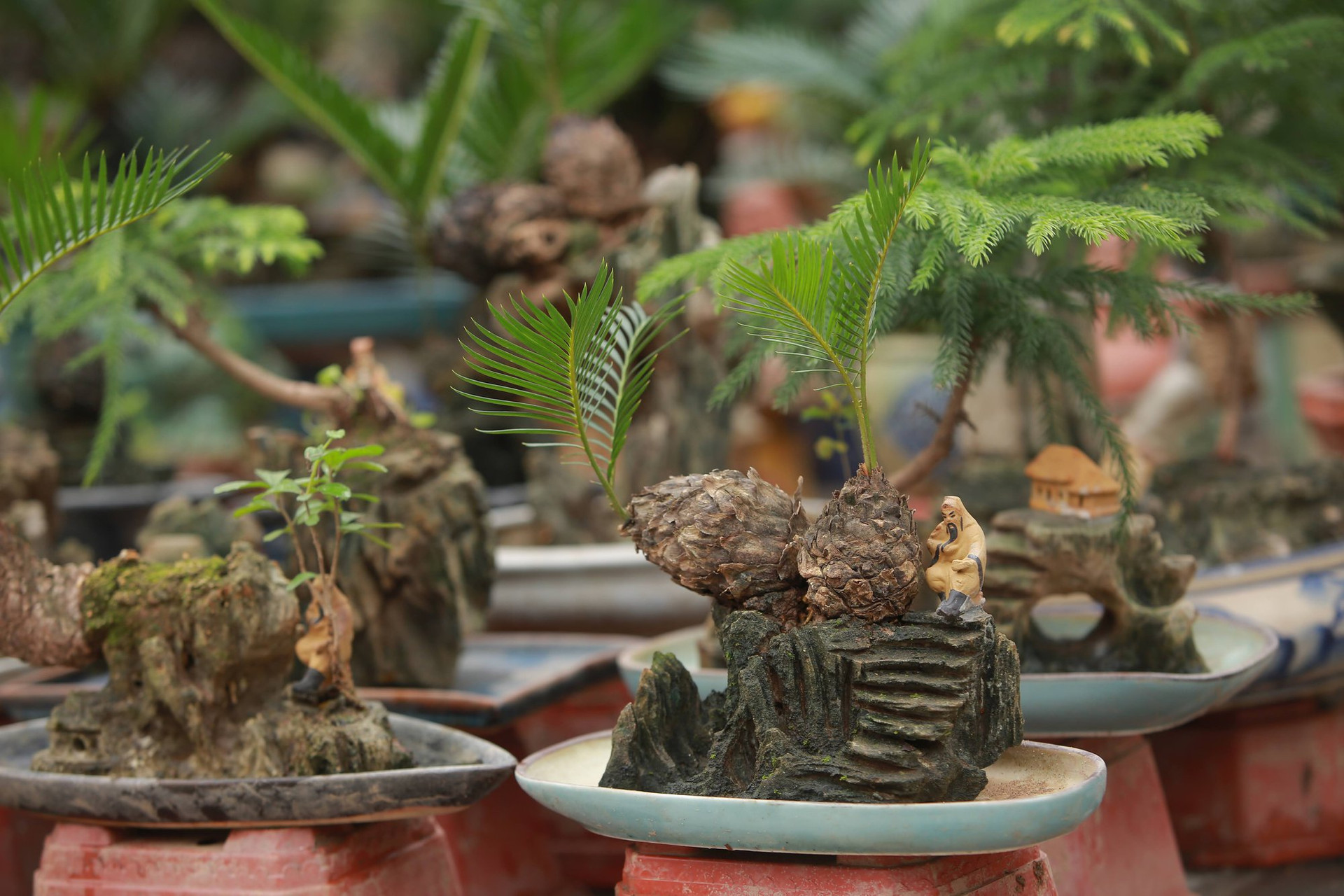 Vạn tuế mini bonsai 20 năm tuổi xuống phố, phục vụ người chơi Tết Quý Mão 2023 - Ảnh 3.