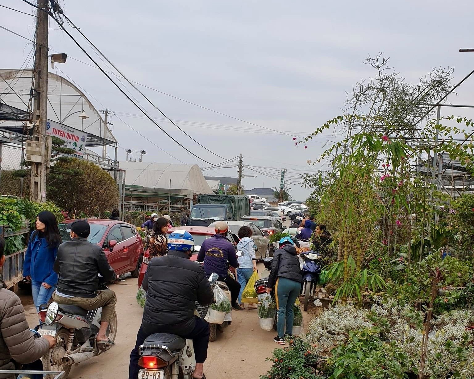 Làng hoa Xuân Quan đầy màu sắc những ngày cận Tết - Ảnh 7.